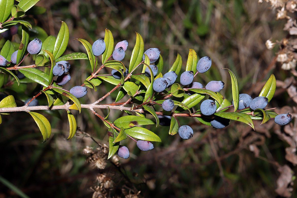MYRTUS communis / Myrtle