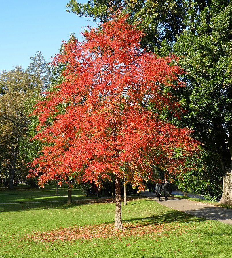 NYSSA sylvatica / Tupelo