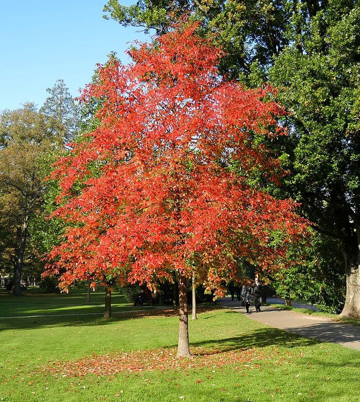 Tupelo tree for sale UK