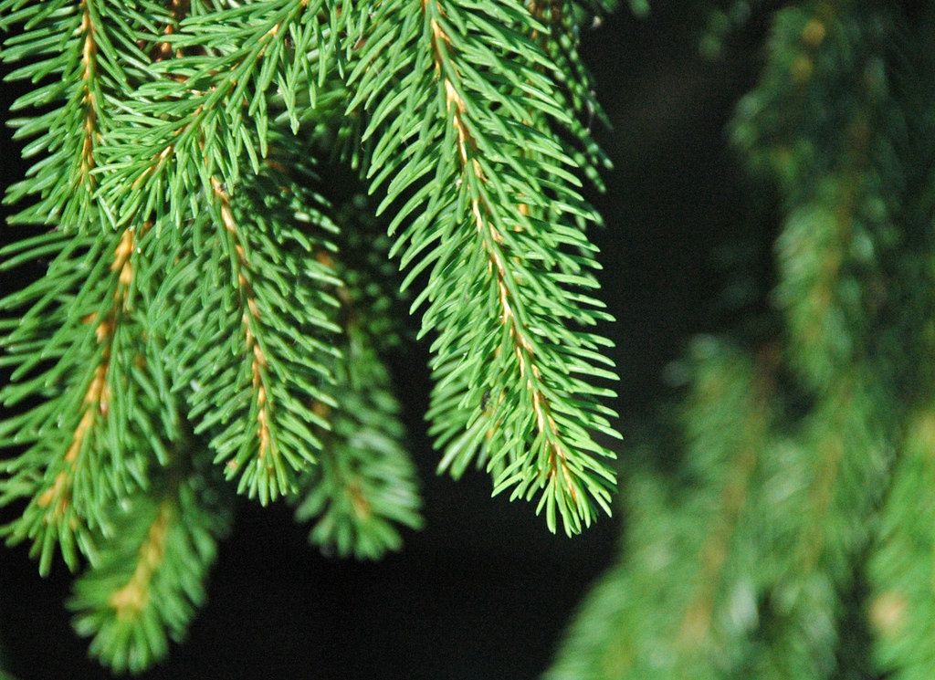 PICEA abies / Norway Spruce