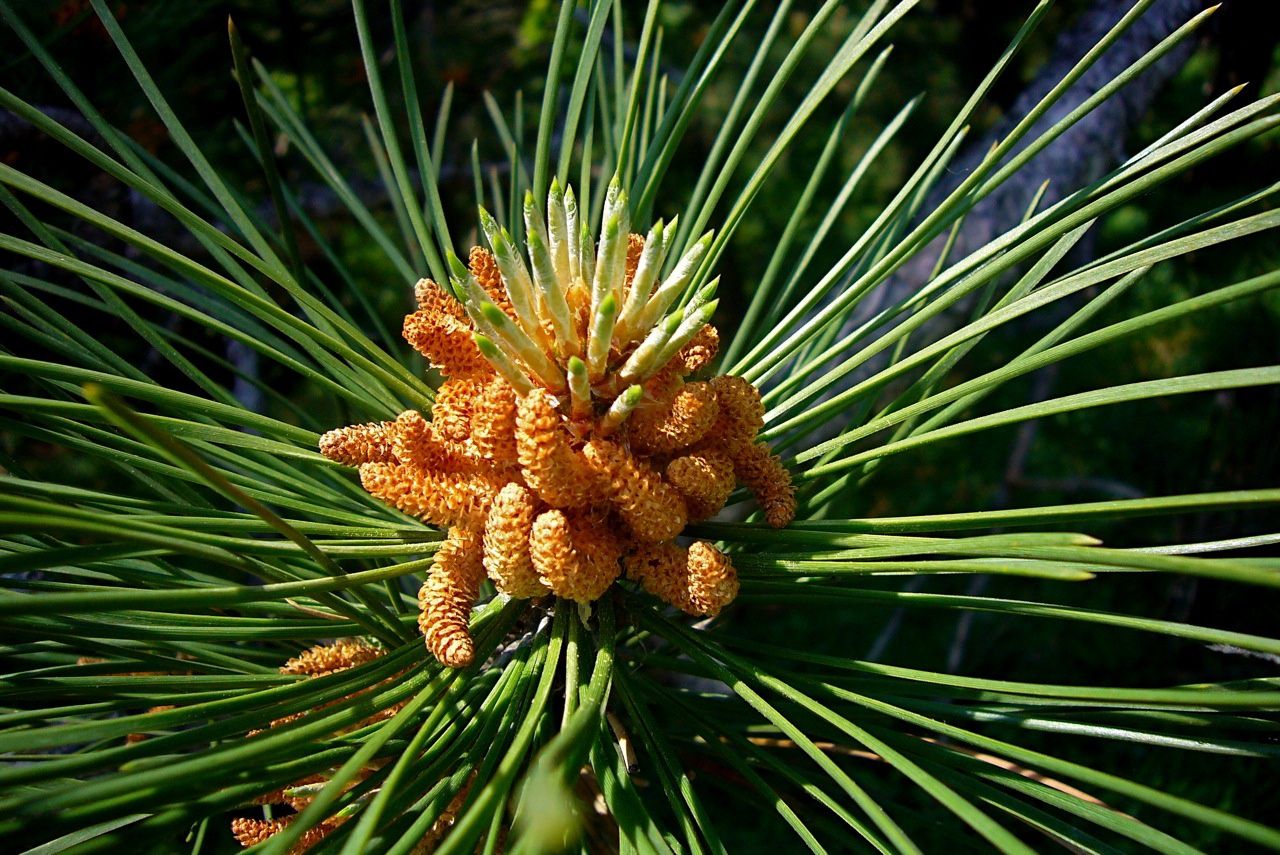 PINUS nigra / Black Pine