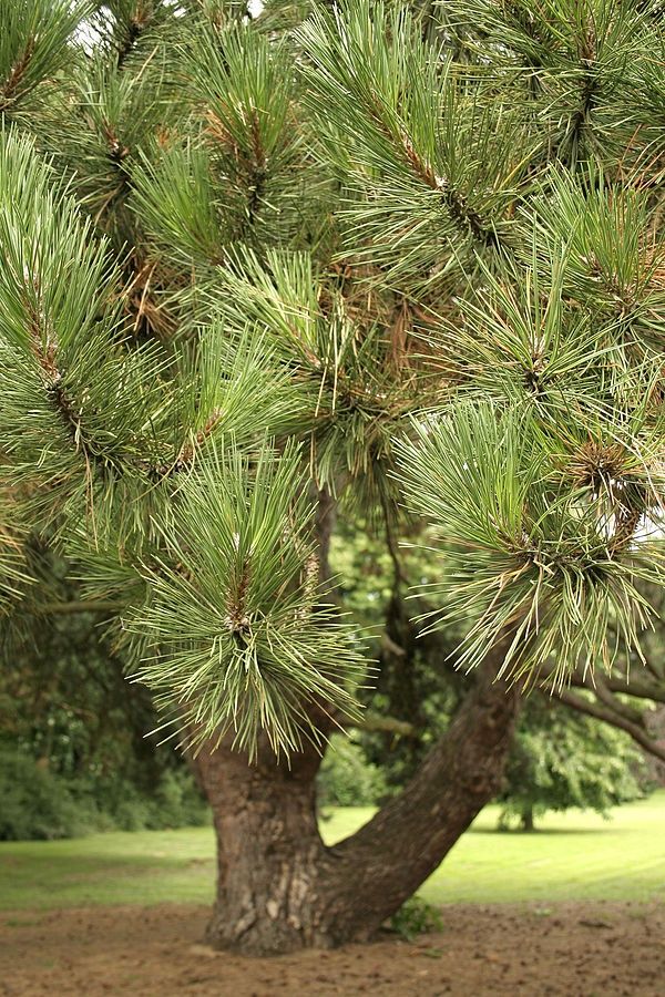 PINUS nigra / Black Pine