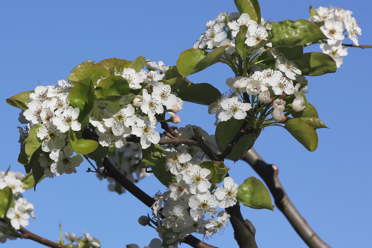 PYRUS calleryana &#39;Chanticleer&#39; / Ornamental Pear