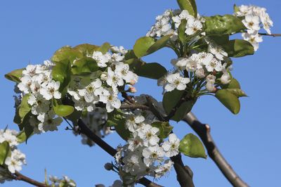 Ornamental Pear