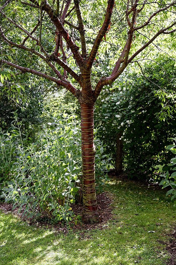 PRUNUS serrula &#39;Tibetica&#39; / Tibetan Cherry
