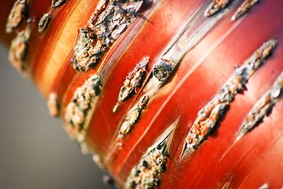 Tibetan Cherry — view 2