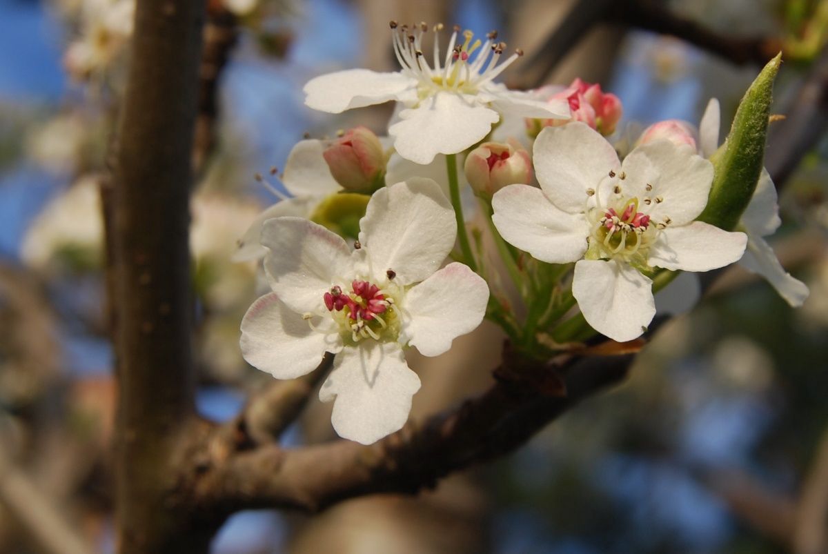 PYRUS calleryana &#39;Chanticleer&#39; / Ornamental Pear