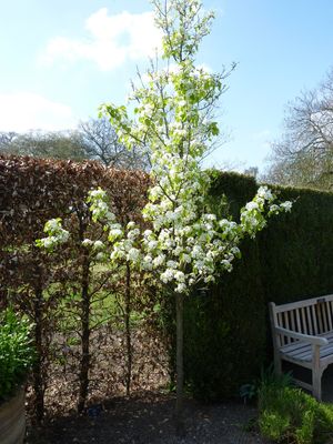 Ornamental Pear — view 2