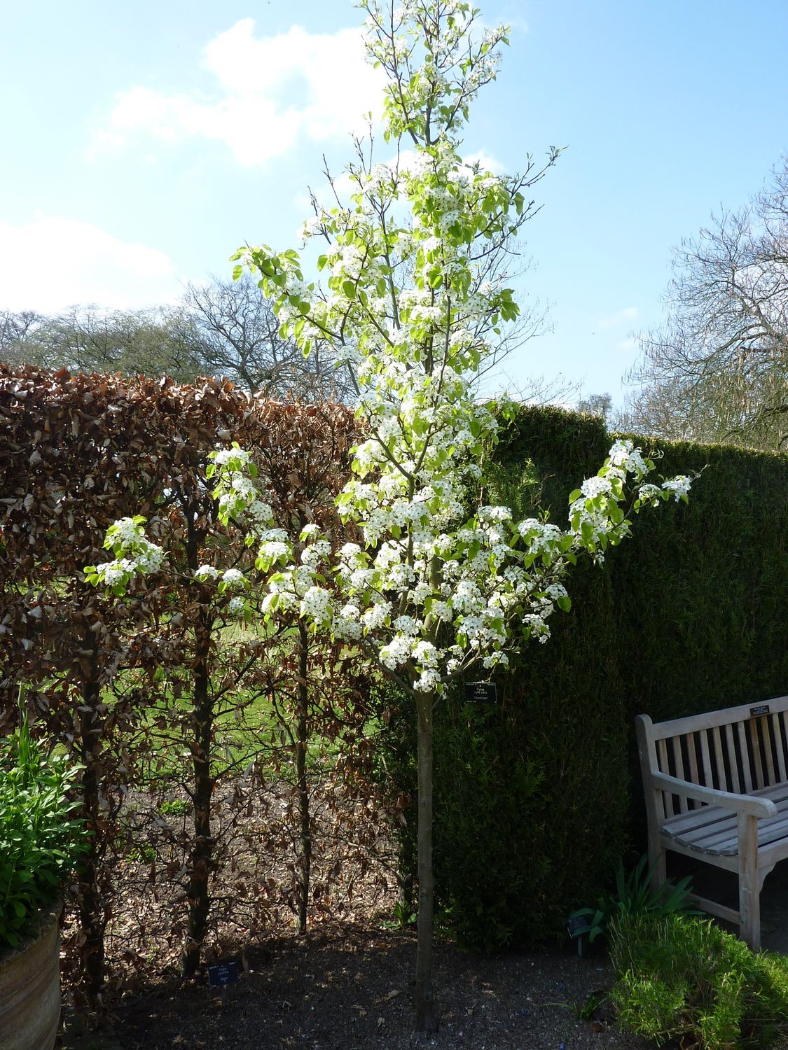 PYRUS calleryana &#39;Chanticleer&#39; / Ornamental Pear