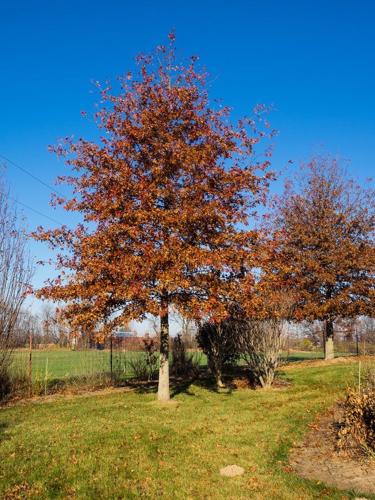 QUERCUS nuttallii / Nuttall Oak