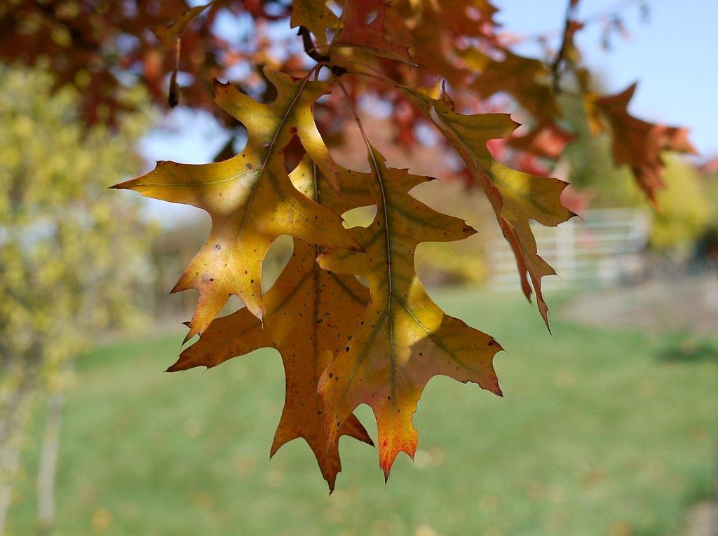 QUERCUS nuttallii / Nuttall Oak