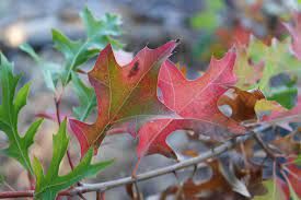 Pin Oak — view 3