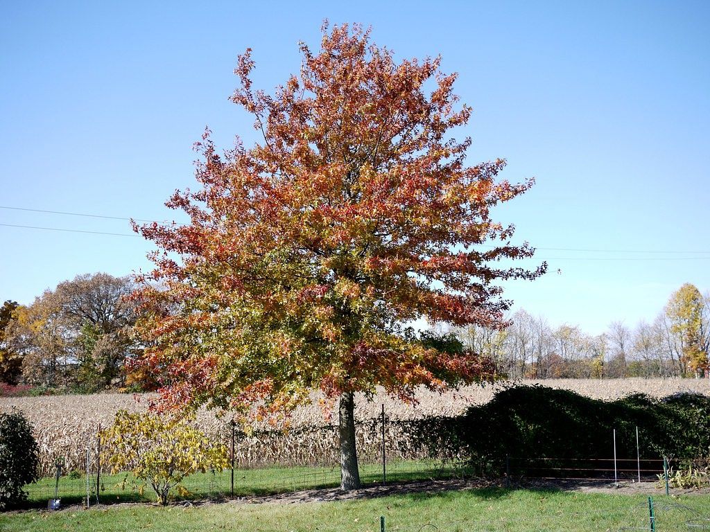 QUERCUS palustris / Pin Oak
