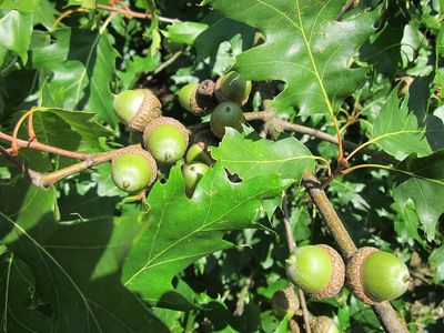 Red Oak