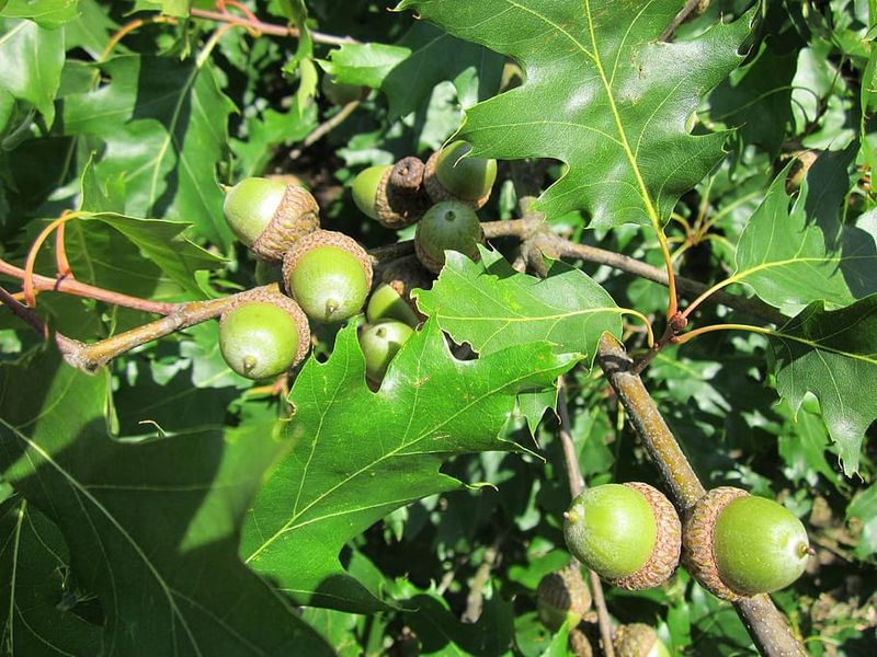Red Oak tree for sale UK