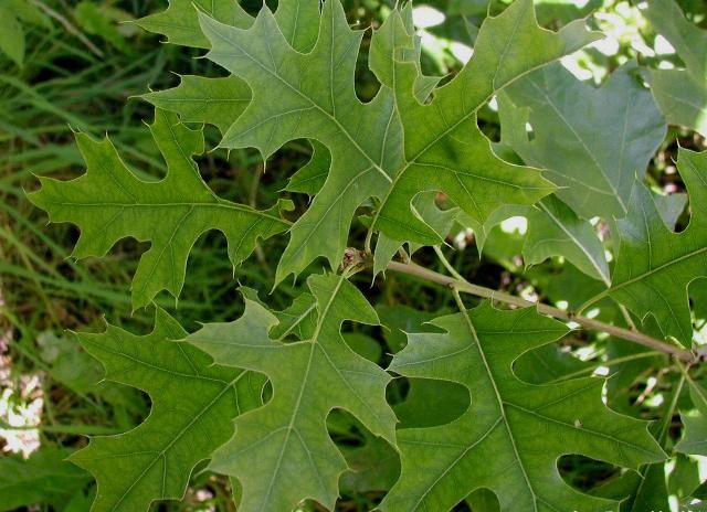 QUERCUS palustris / Pin Oak