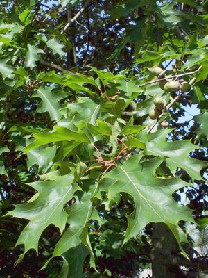 Red Oak — view 3