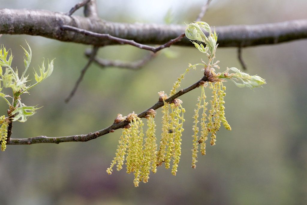 QUERCUS palustris / Pin Oak