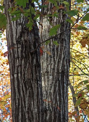 Red Oak — view 4