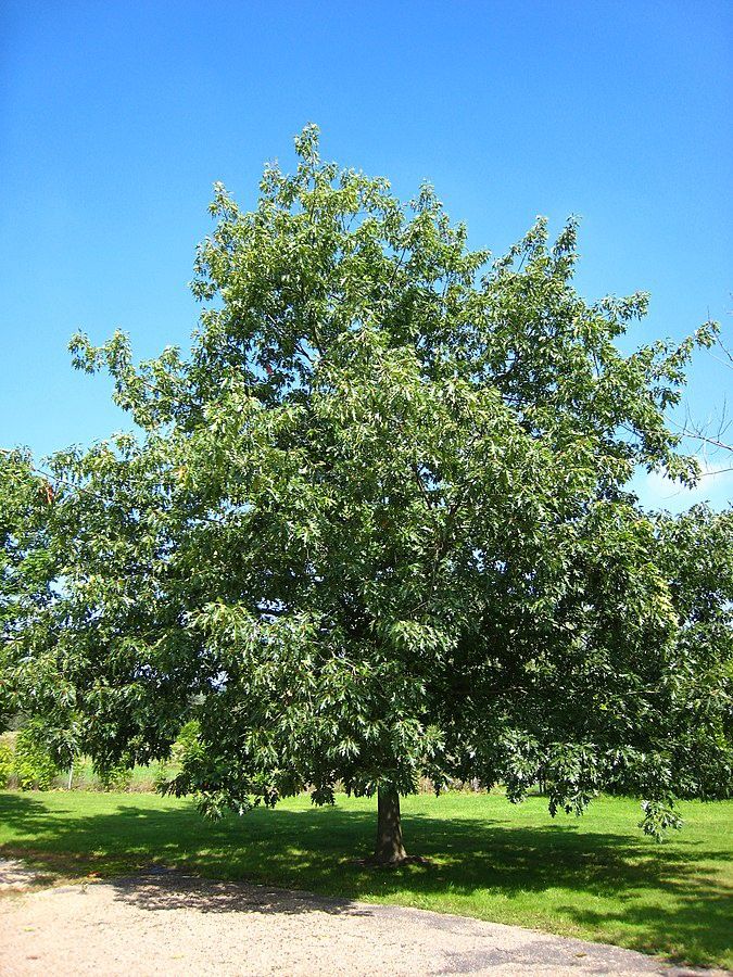 QUERCUS rubra / Red Oak
