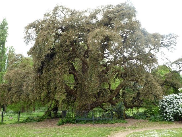 QUERCUS suber / Cork Oak