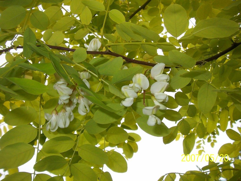 ROBINIA pseudoacacia &#39;Frisia&#39; / False Acacia