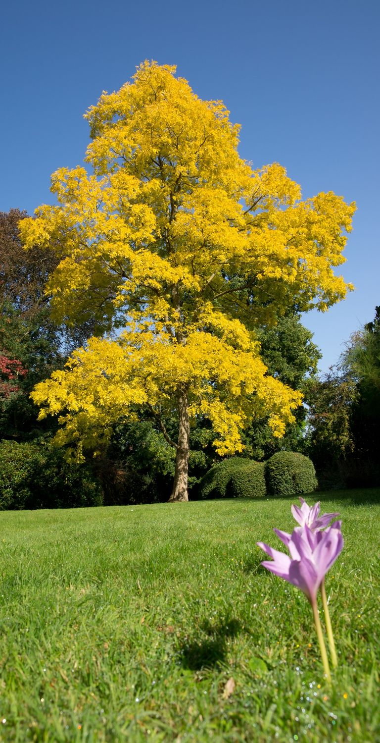 ROBINIA pseudoacacia &#39;Frisia&#39; / False Acacia