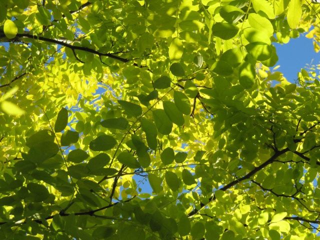 ROBINIA pseudoacacia &#39;Frisia&#39; / False Acacia