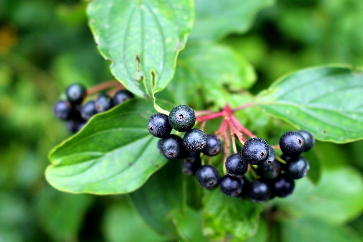 SAMBUCUS nigra / Elder