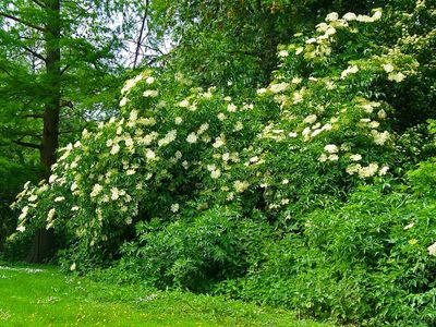 SAMBUCUS nigra / Elder