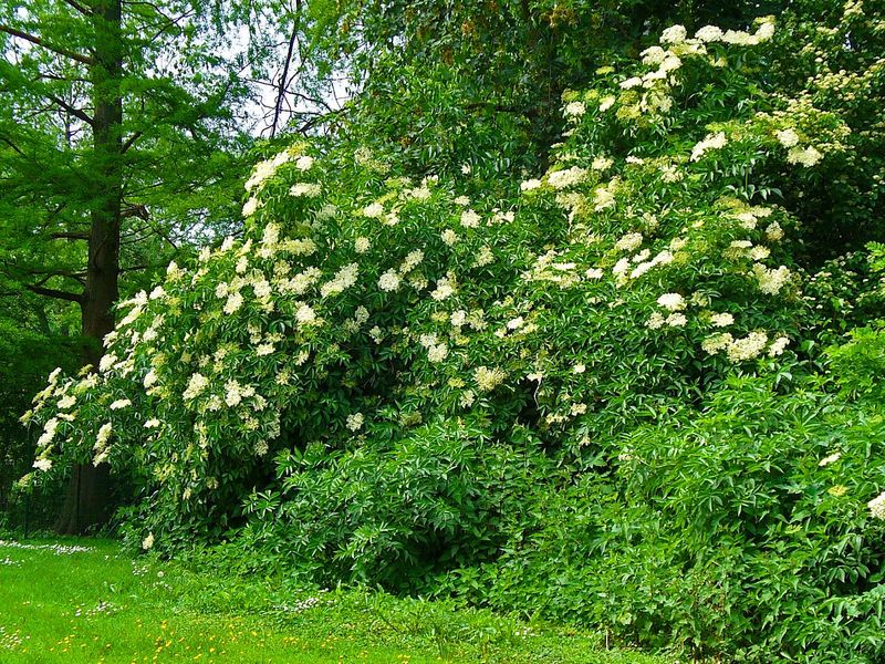 Elder tree for sale UK