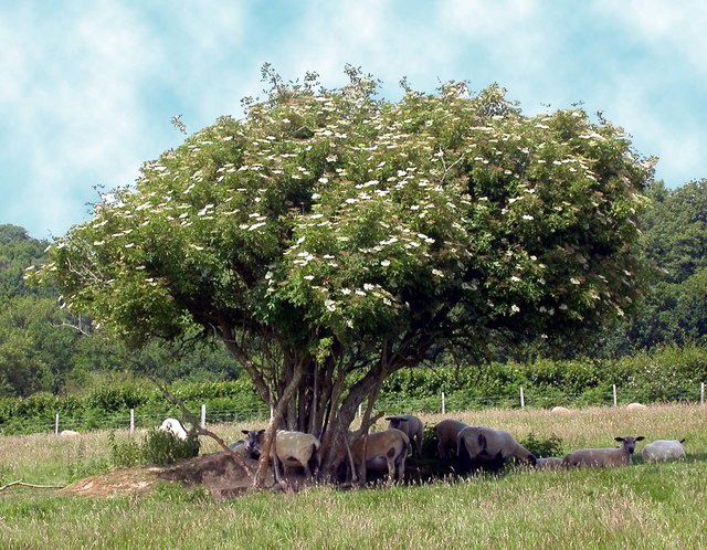 SAMBUCUS nigra / Elder