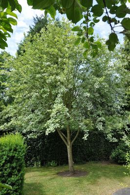 Whitebeam