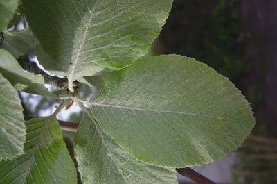 Whitebeam — view 3