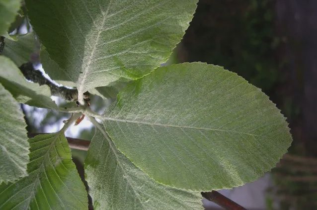 SORBUS aria &#39;Lutescens&#39; / Whitebeam