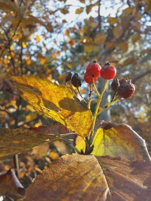 Whitebeam — view 4