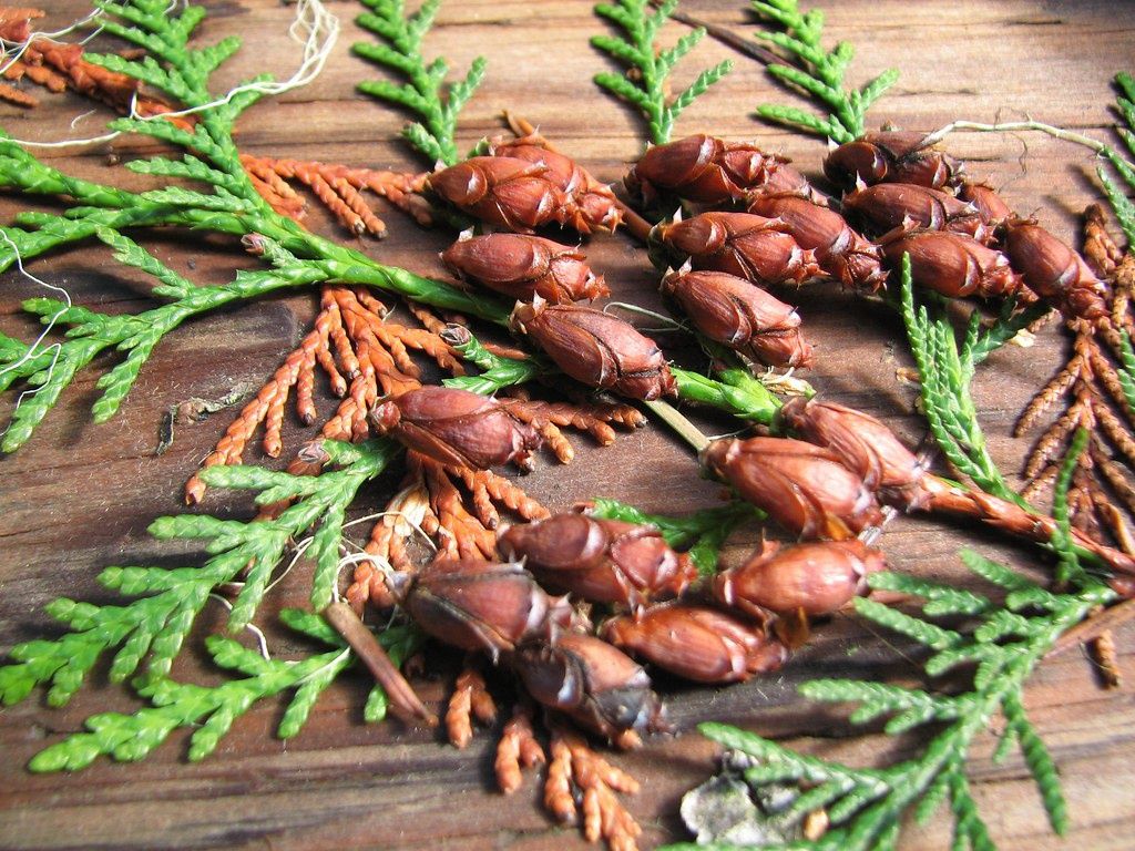 THUJA plicata &#39;Atrovirens&#39; / Western Red Cedar