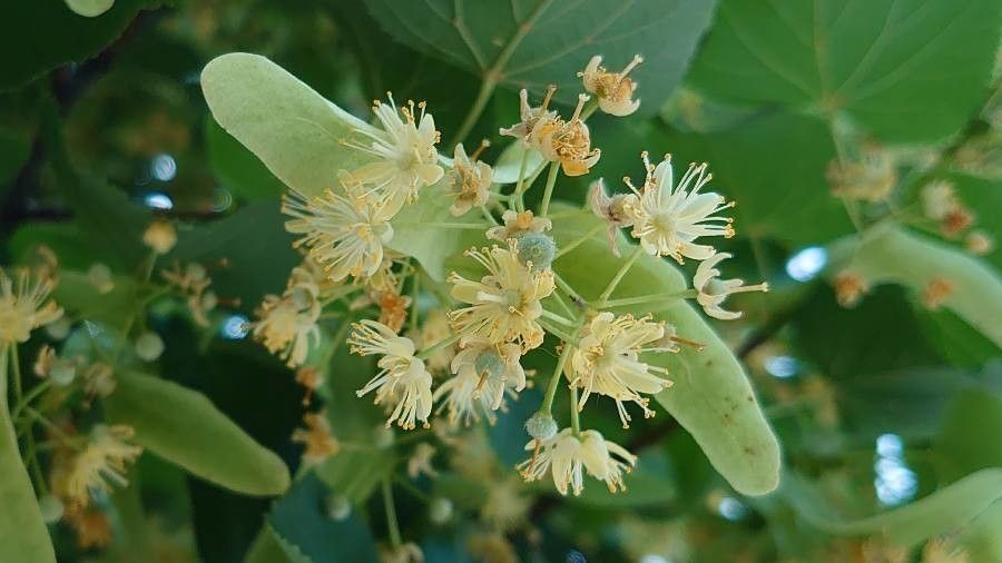 TILIA cordata / Small-leaved Lime