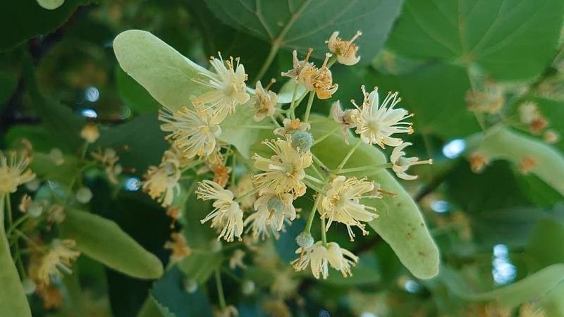 Small-leaved Lime tree for sale UK
