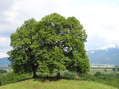 Small-leaved Lime — view 4