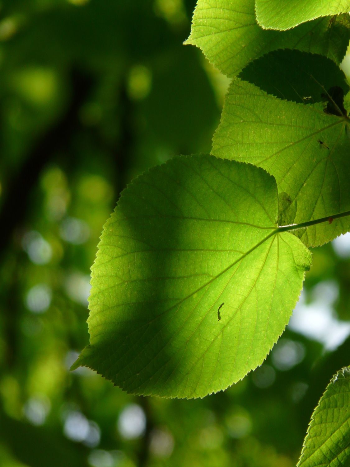 TILIA cordata / Small-leaved Lime