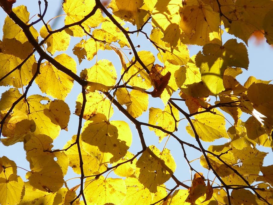 TILIA cordata / Small-leaved Lime
