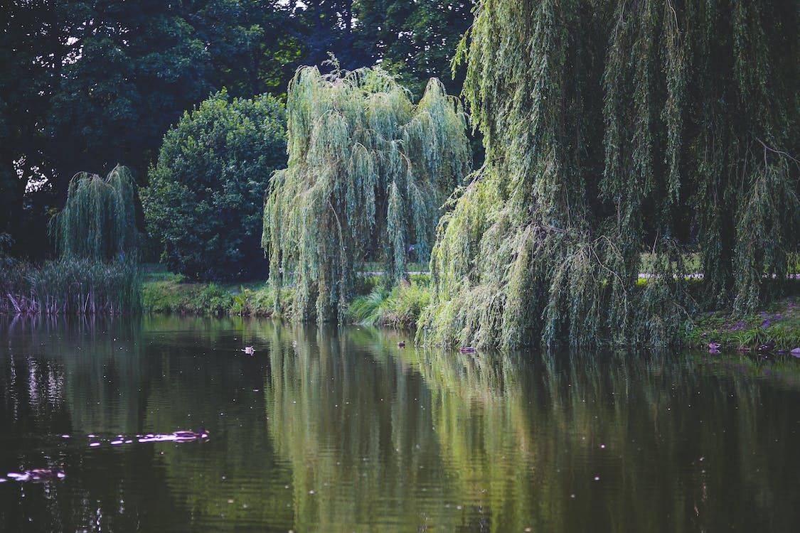SALIX alba &#39;Tristis&#39; / Golden Weeping Willow