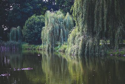 SALIX alba &#39;Tristis&#39; / Golden Weeping Willow