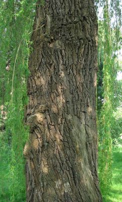 SALIX alba 'Tristis' / Golden Weeping Willow