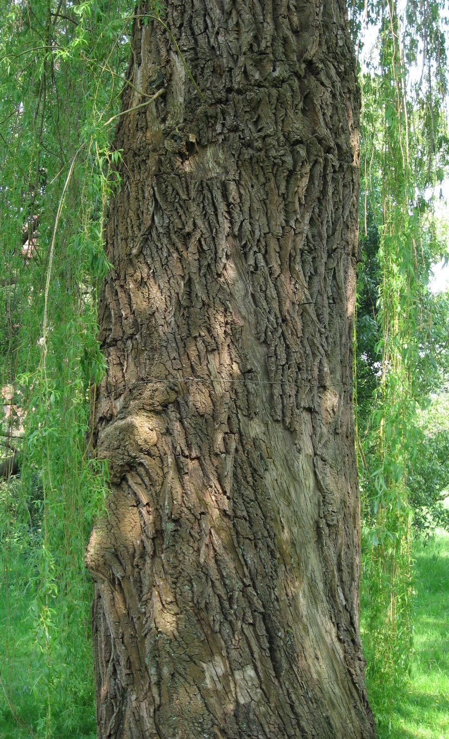 SALIX alba &#39;Tristis&#39; / Golden Weeping Willow