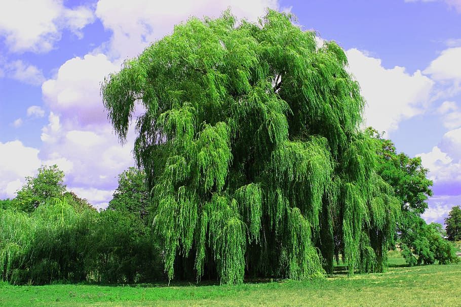 SALIX alba &#39;Tristis&#39; / Golden Weeping Willow