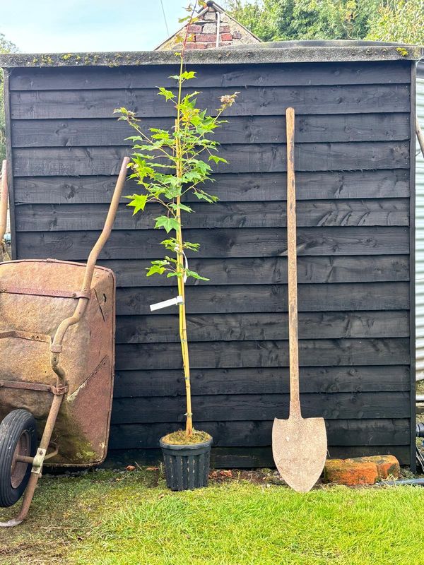 Red Maple tree for sale UK