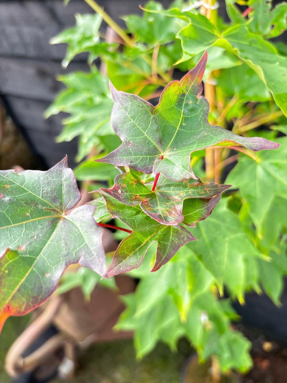 ACER palmatum &#39;Orange Dream&#39; / Japanese Maple