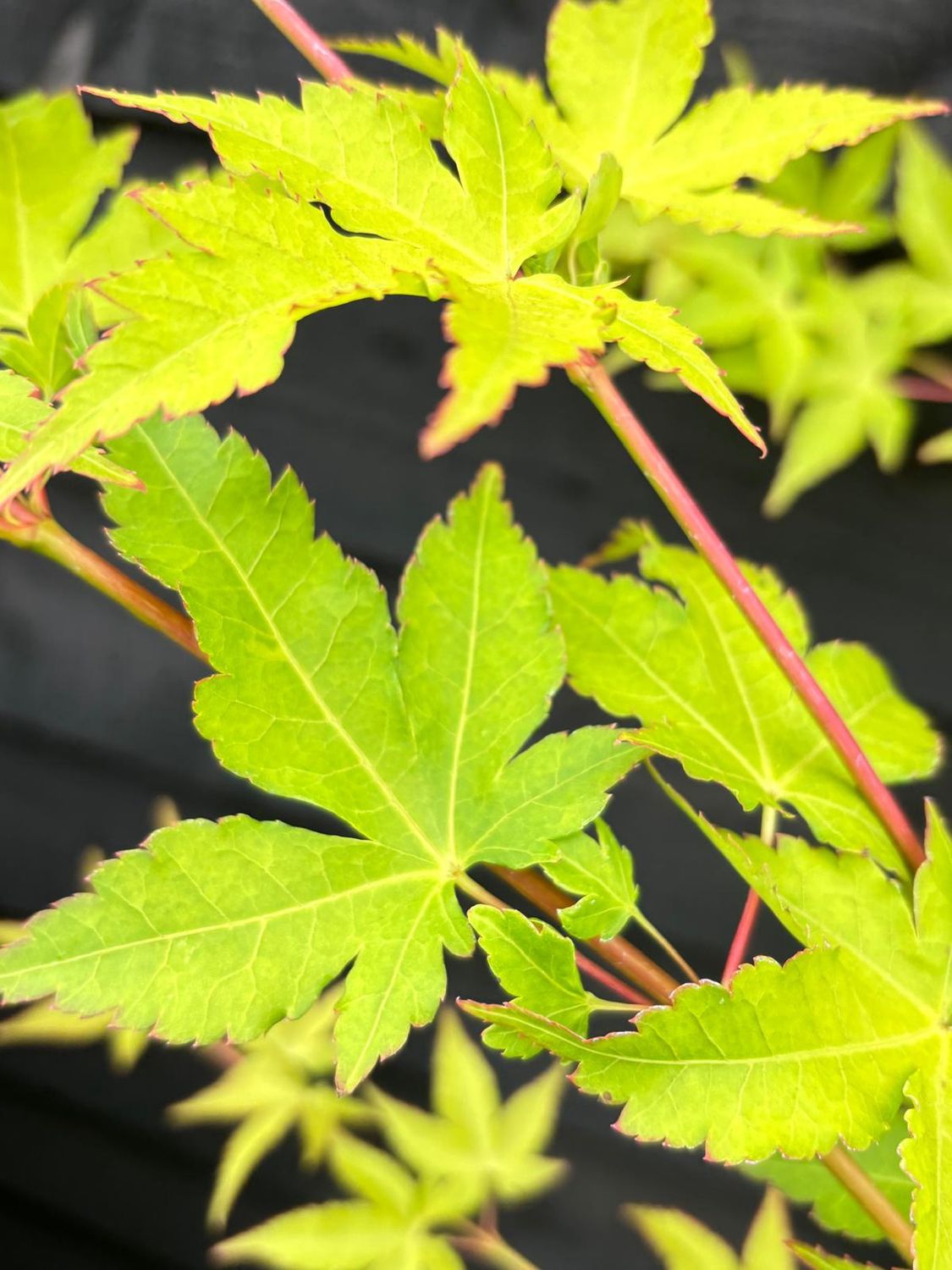 ACER platanoides &#39;Crimson King&#39; / Purple Norway Maple